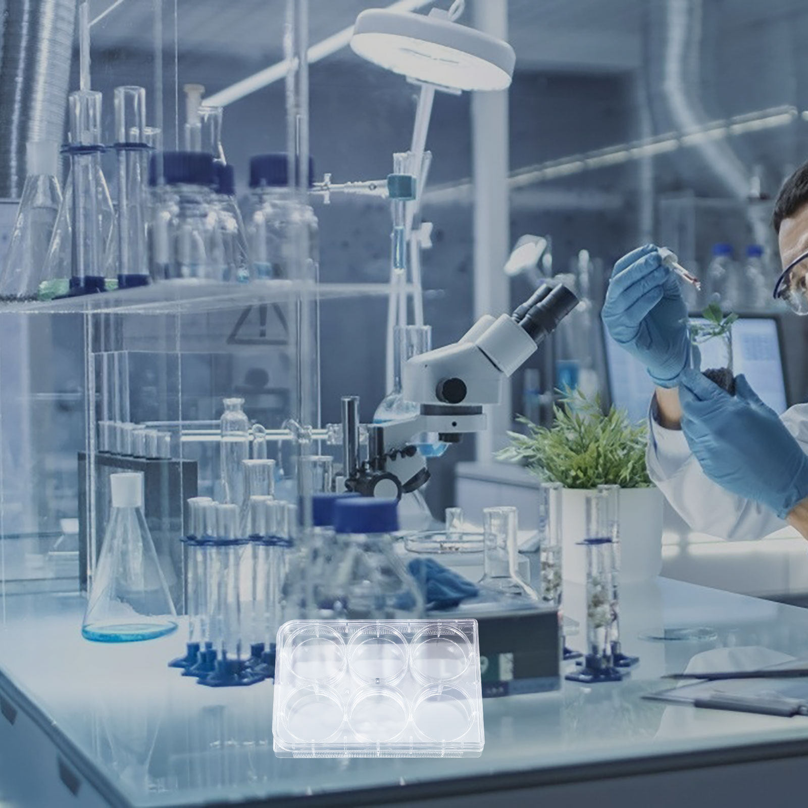 Lab Equipment - Tissue Culture Plate 6 Wells Sturdy
